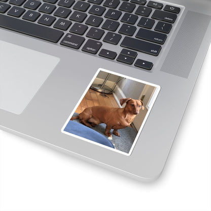 Dachshund Photo Kiss-Cut Sticker — Cute Brown Sausage Dog Laptop Decal