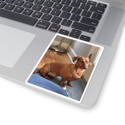 Dachshund Photo Kiss-Cut Sticker — Cute Brown Sausage Dog Laptop Decal