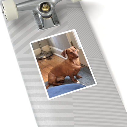 Dachshund Photo Kiss-Cut Sticker — Cute Brown Sausage Dog Laptop Decal