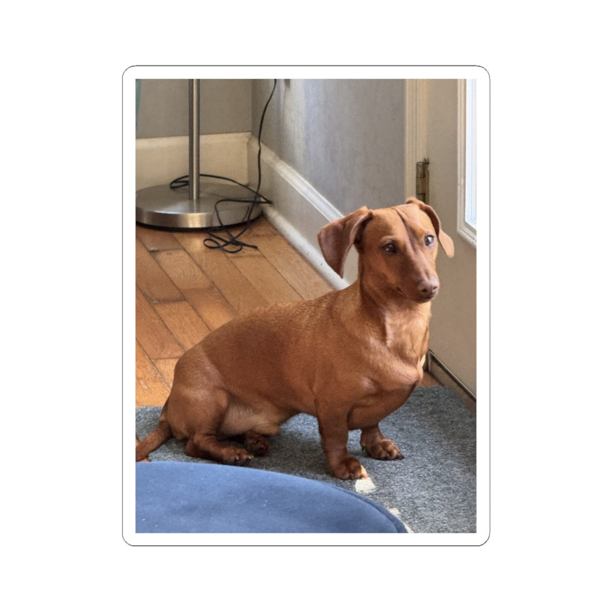 Dachshund Photo Kiss-Cut Sticker — Cute Brown Sausage Dog Laptop Decal