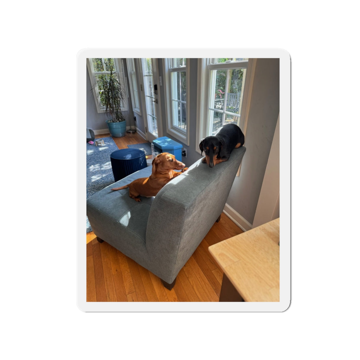 Die-Cut Magnet — Custom Photo Dachshund & Dog Refrigerator Magnet