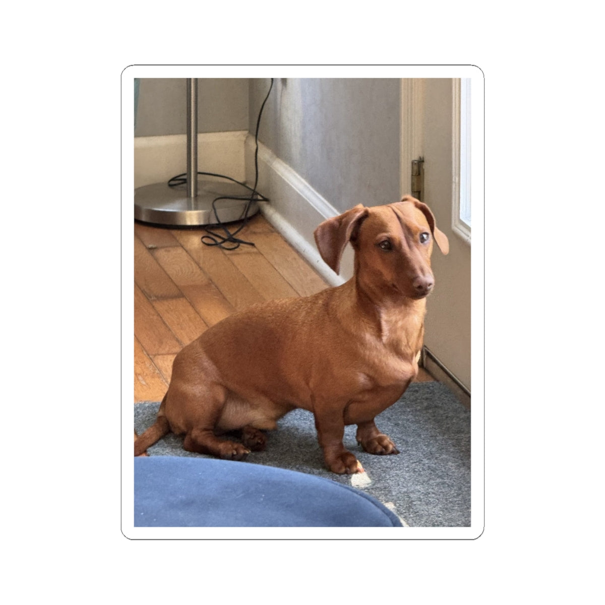 Dachshund Photo Kiss-Cut Sticker — Cute Brown Sausage Dog Laptop Decal